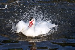 DSC07555.jpg