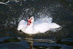 DSC07556.jpg