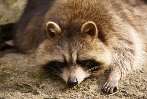Waschb�r4.JPG