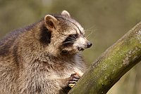 Waschb�r6.JPG