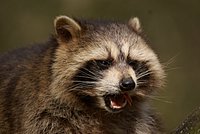 Waschb�r9.JPG