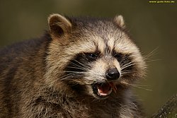 Waschbaer07.jpg