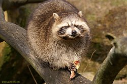 Waschbaer09.jpg