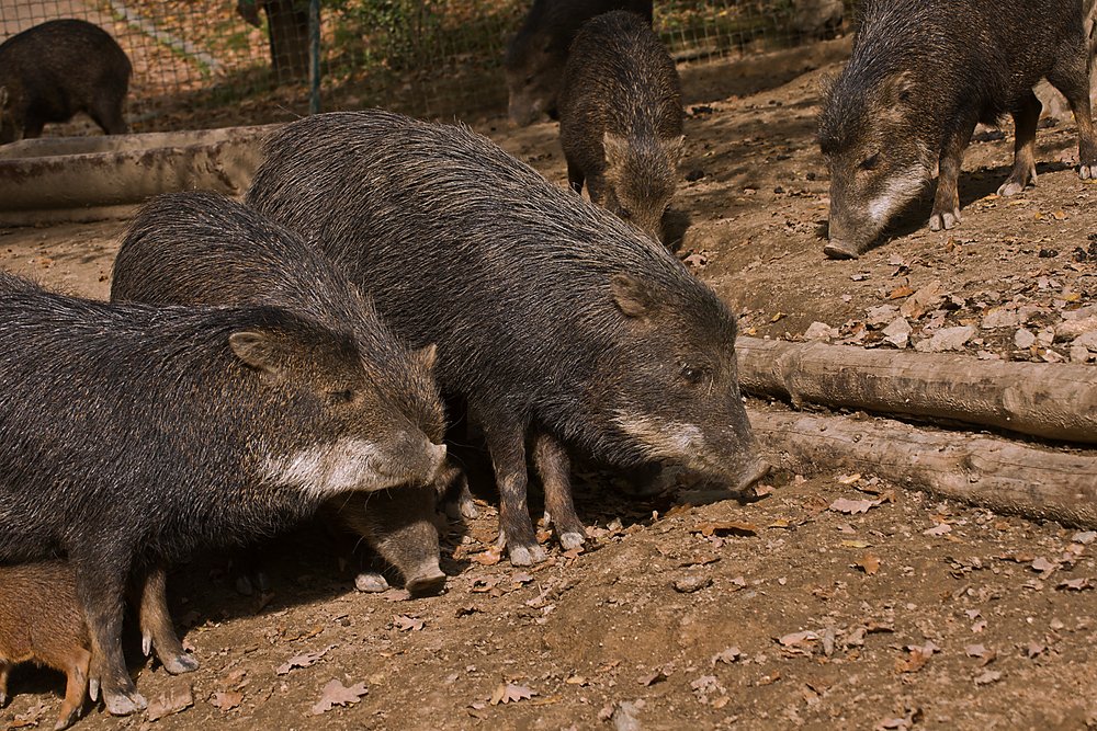 Weissbartbekarl-06.JPG