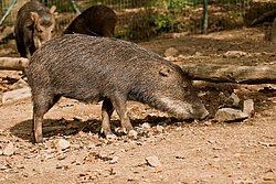 Weissbartbekarl-01.JPG