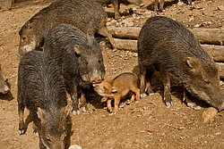 Weissbartbekarl-07.JPG