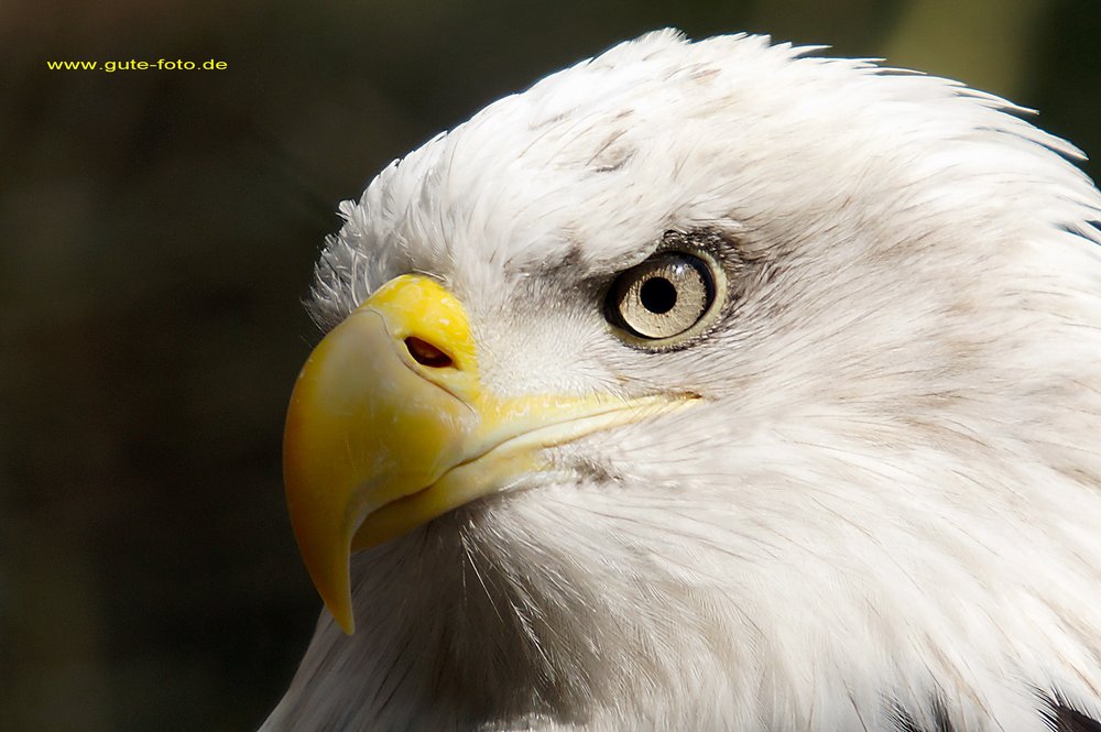 Weisskopfseeadler-007.jpg