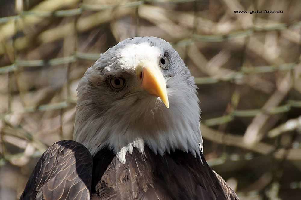 Weisskopfseeadler-008.jpg