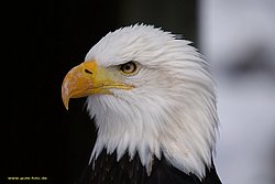 Weisskopfseeadler-001.jpg