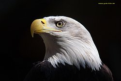 Weisskopfseeadler-004.jpg