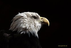 Weisskopfseeadler-006.jpg