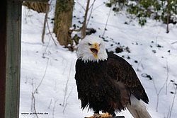 Weisskopfseeadler-012.jpg