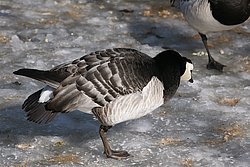 Weisswangengans-03.jpg
