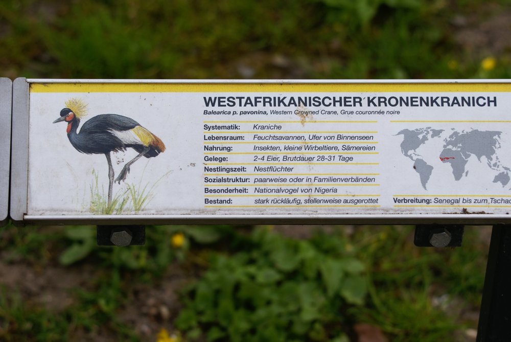 Westafrikanischer-Kronenkranich-4.JPG