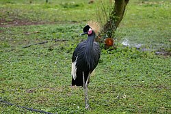 Westafrikanischer-Kronenkranich-3.JPG