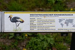 Westafrikanischer-Kronenkranich-4.JPG