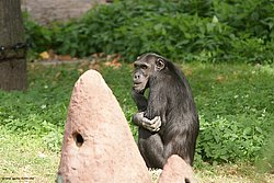 042-a.jpg