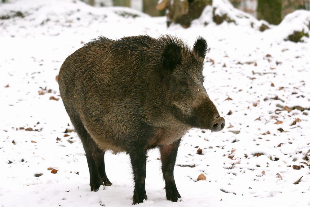 Wildschwein-01.JPG