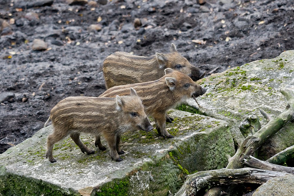 Wildschwein-03.JPG