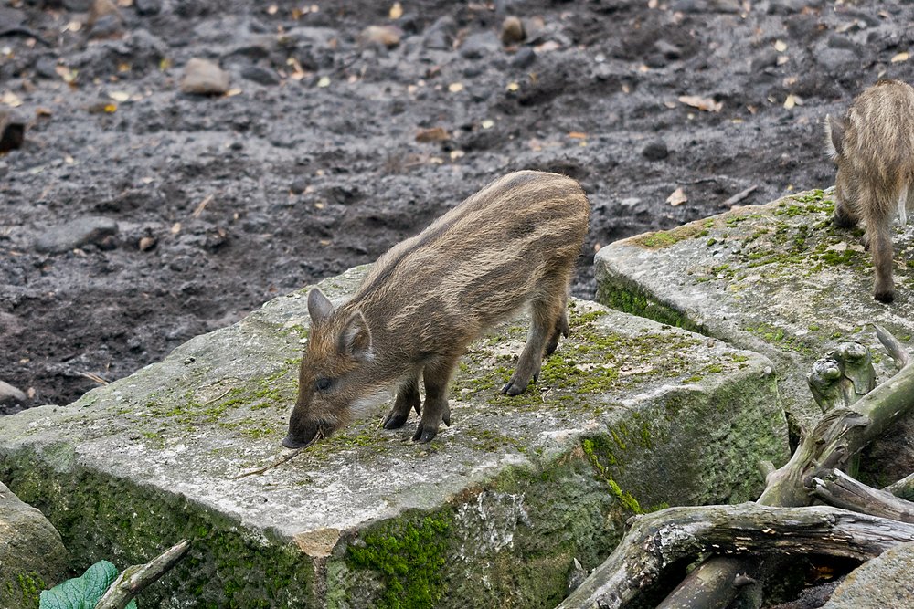 Wildschwein-04.JPG