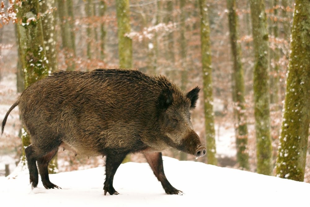 Wildschwein2.JPG