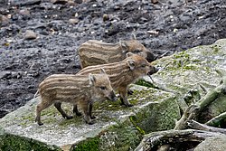 Wildschwein-03.JPG