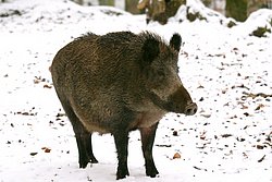 Wildschwein1.JPG