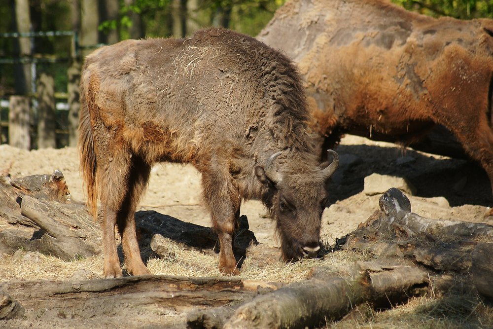 Wisent-01.JPG