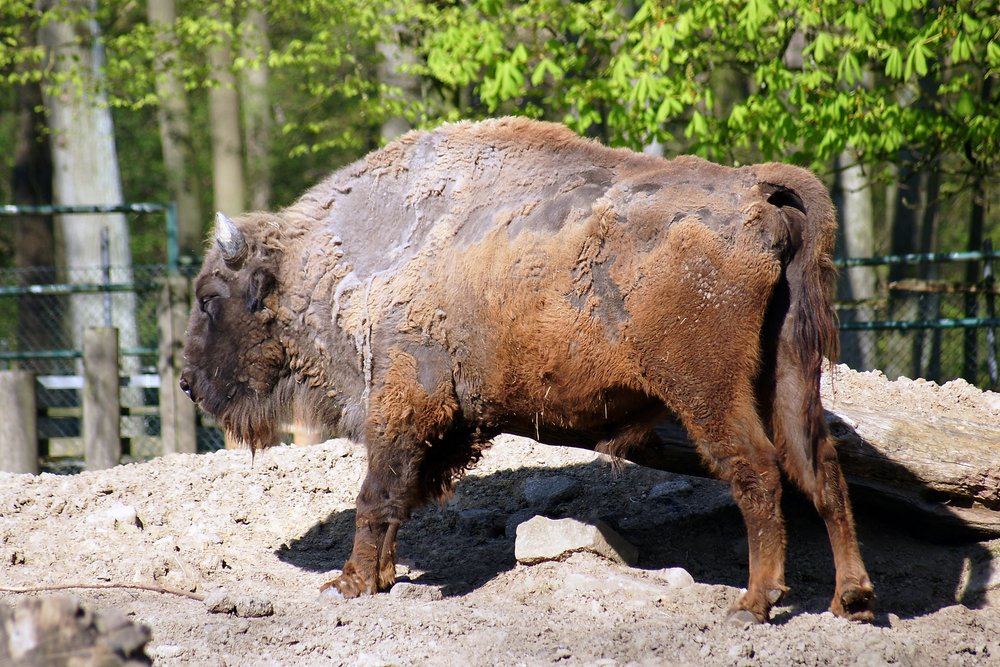Wisent-03.JPG