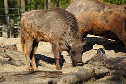 Wisent-01.JPG