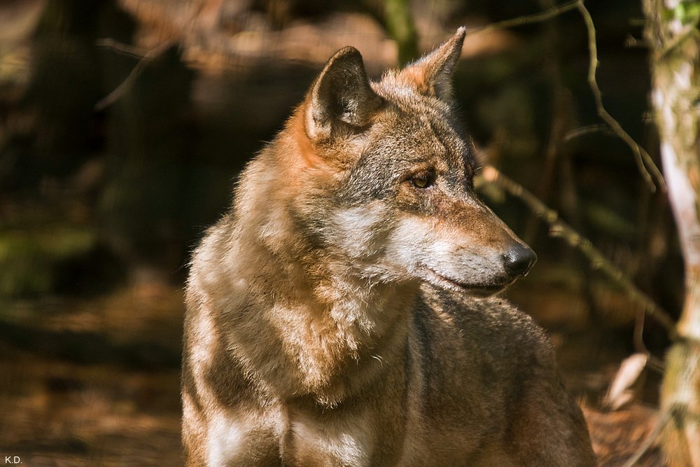 Wolf-001.JPG