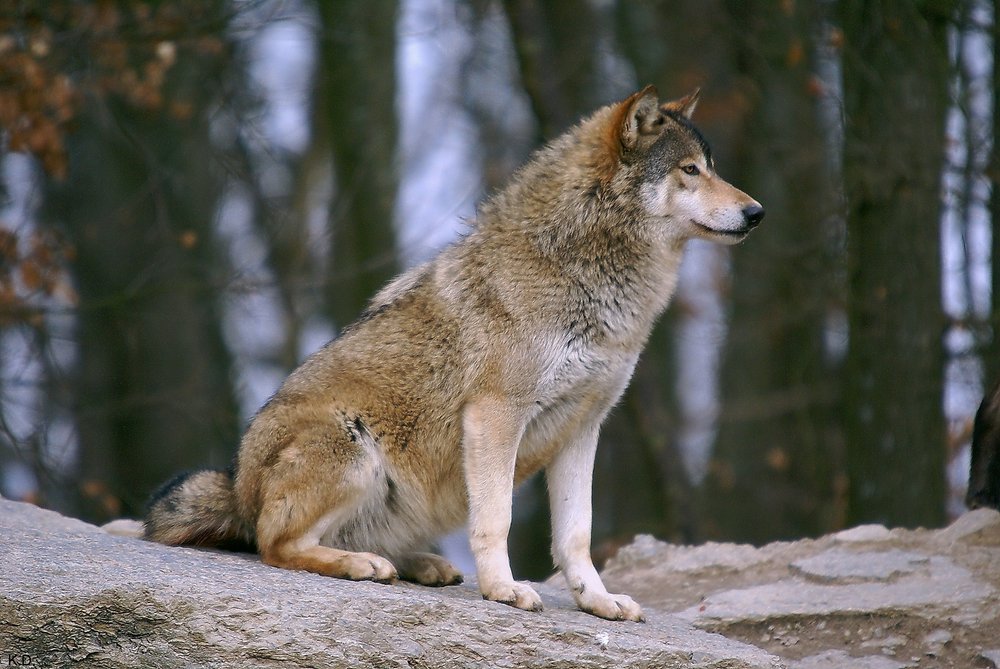 Wolf-003.jpg