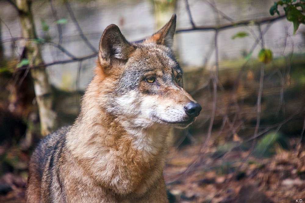 Wolf-004.JPG