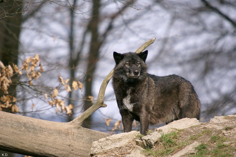 Wolf-007.JPG