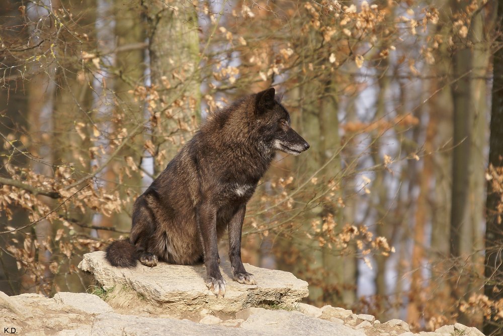 Wolf-009.JPG