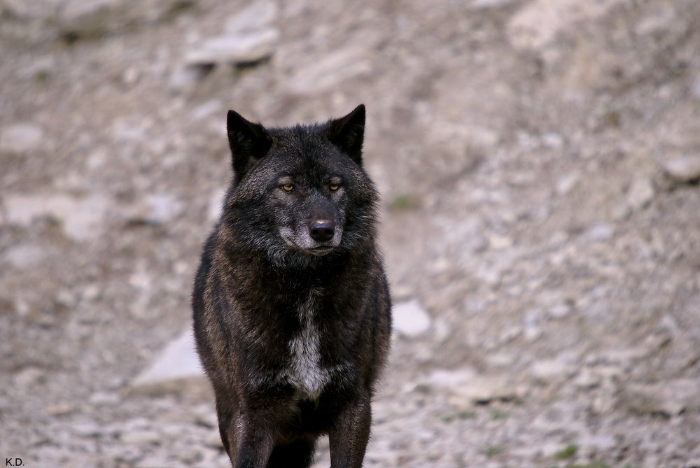 Wolf-011.JPG