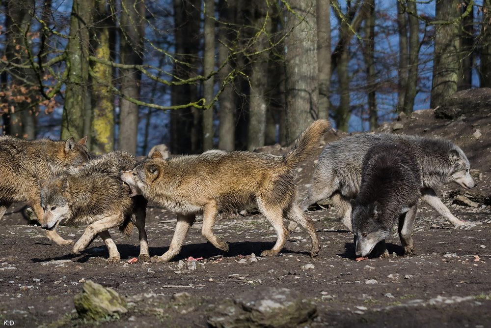 Wolf-014.jpg