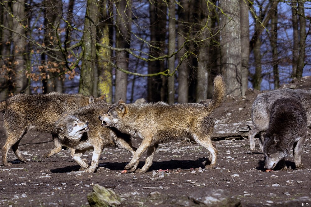 Wolf-015.jpg