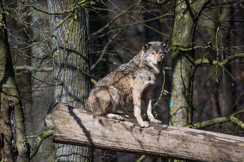 Wolf-018.jpg