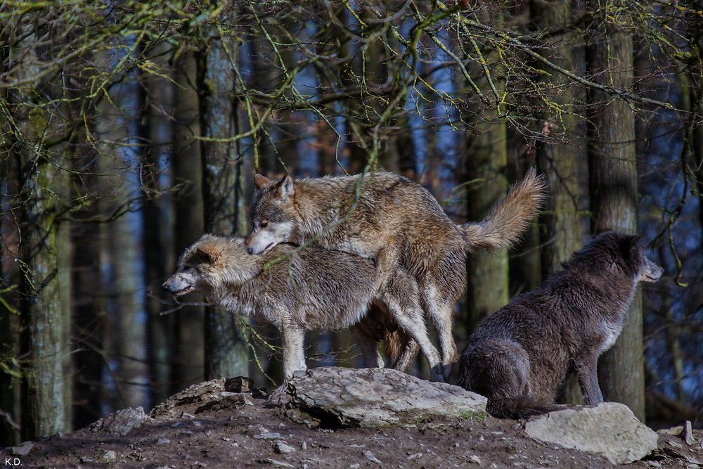 Wolf-020.jpg