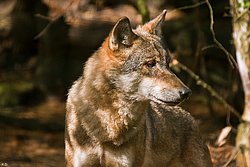 Wolf-001.JPG