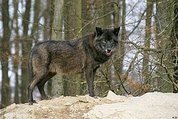 Wolf-002.jpg