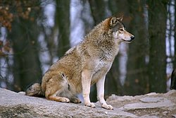 Wolf-003.jpg