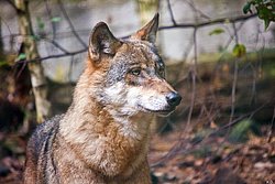 Wolf-004.JPG