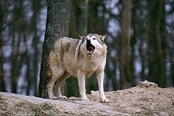 Wolf-006.JPG