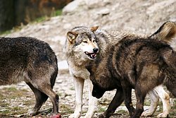 Wolf-012.jpg