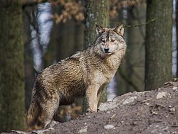 Wolf-013.jpg