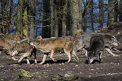 Wolf-014.jpg