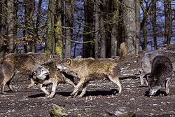 Wolf-015.jpg