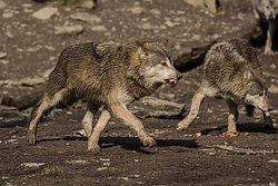 Wolf-016.jpg